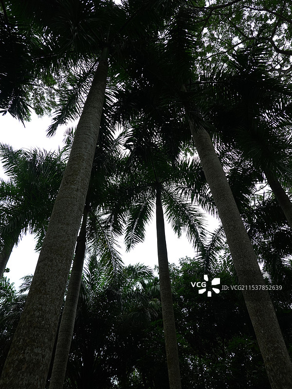 炮弹树图片素材