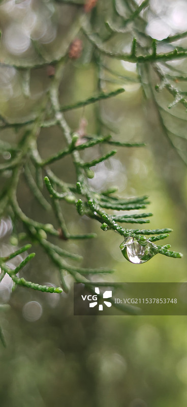 雨后的雨露， 晶莹剔透图片素材