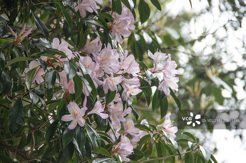 龙岩梁野山上的毛锦杜鹃花图片素材