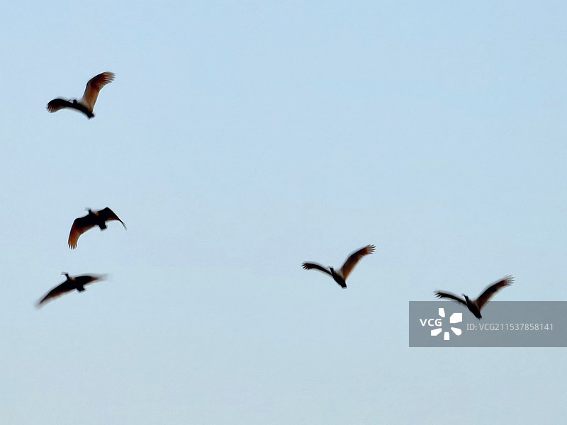 飞翔的天鹅图片素材