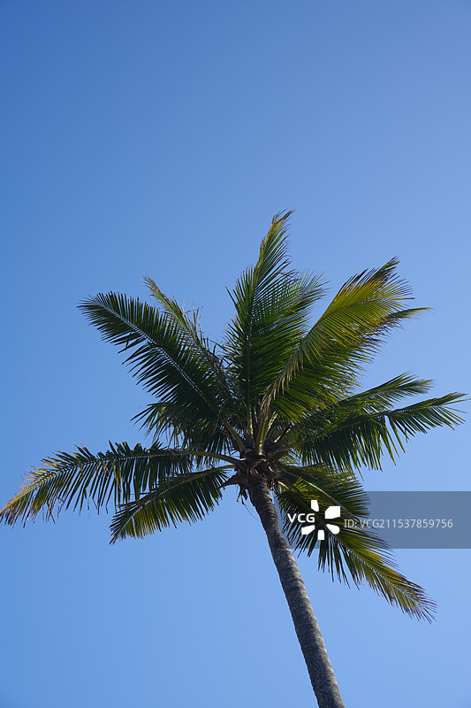 椰子树图片素材