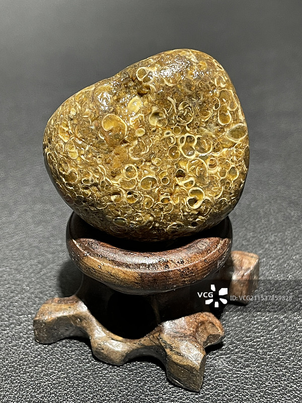 螺化石图片素材