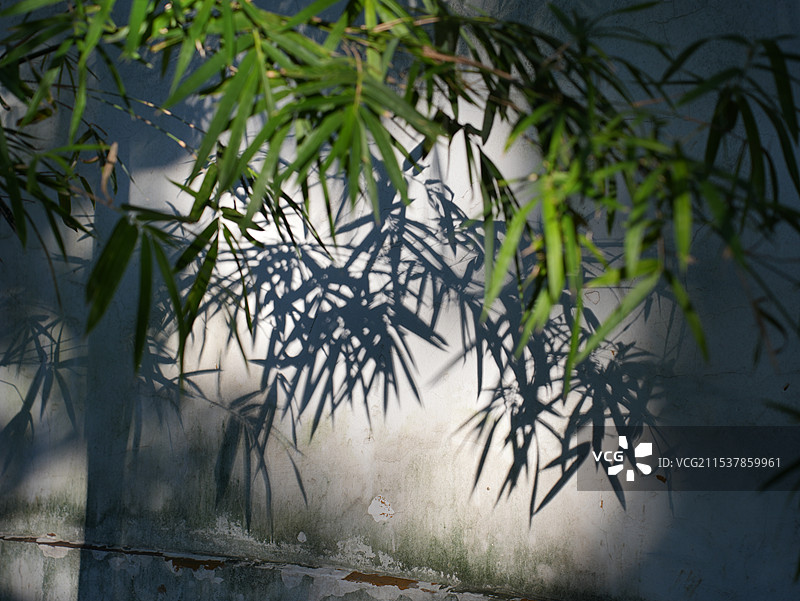 竹影婆娑：西园寺里的竹子与倒影图片素材