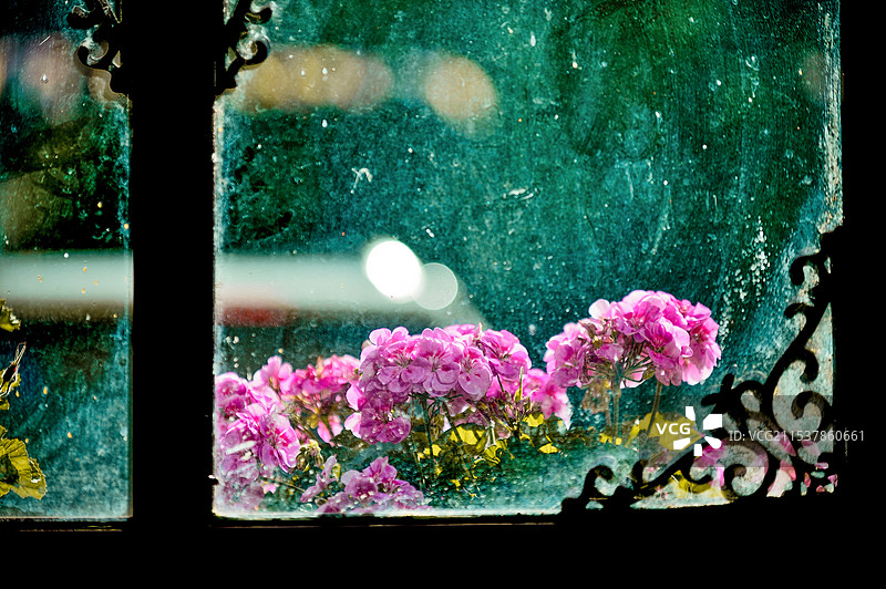 窗边的花朵图片素材