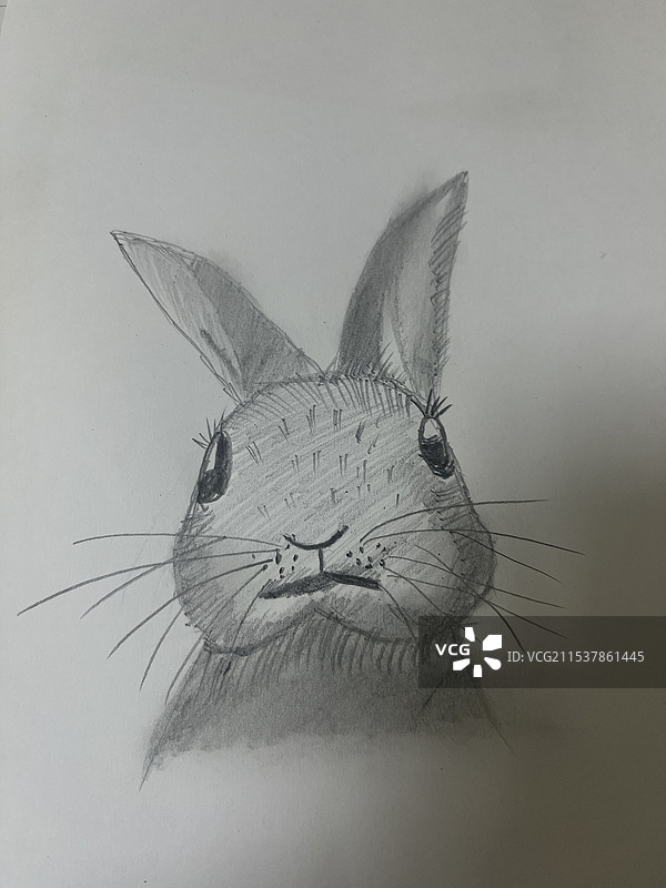 创意兔图片素材