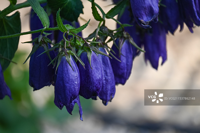 紫斑风铃草特写图片素材