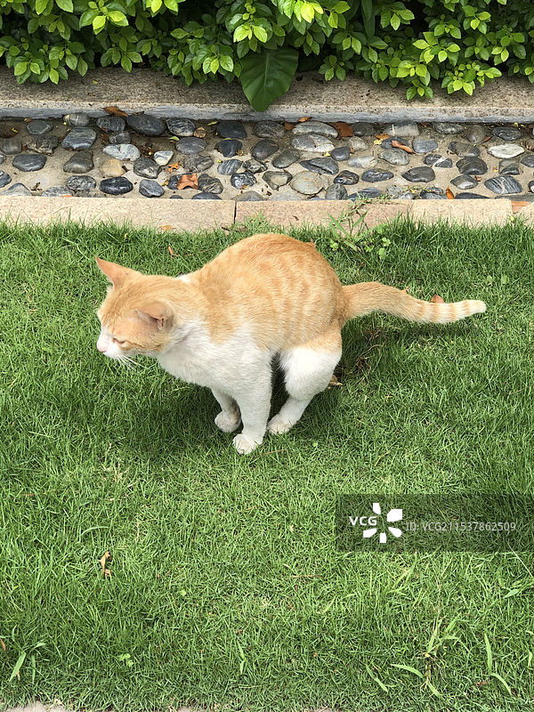 小猫拉屎图片素材