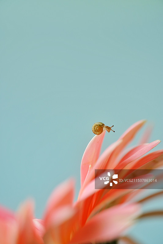 蓝色背景下。粉色花上的小蜗牛。微距图片素材