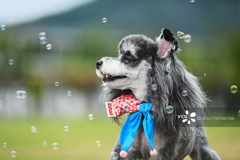 草地上的雪纳瑞犬图片素材