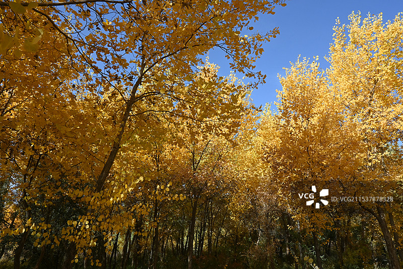 万亩胡杨林金秋景观，满城尽带黄金甲（新疆南疆喀什泽普金胡杨国家森林公园）图片素材