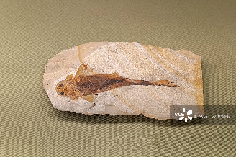 潘氏北票鲟 早白垩世 辽宁北票出土 山东博物馆“山东龙-穿越白垩纪”展图片素材