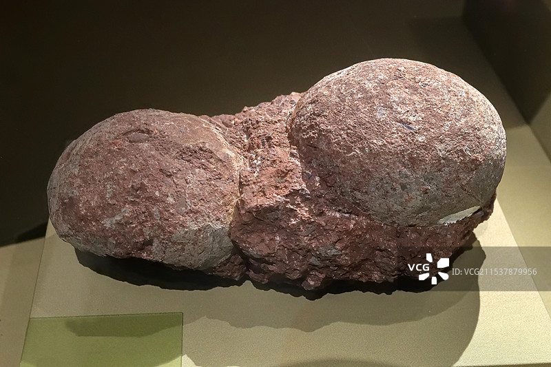 石嘴湾珊瑚蛋 晚白垩世 江西赣州出土 山东博物馆“山东龙-穿越白垩纪”展图片素材