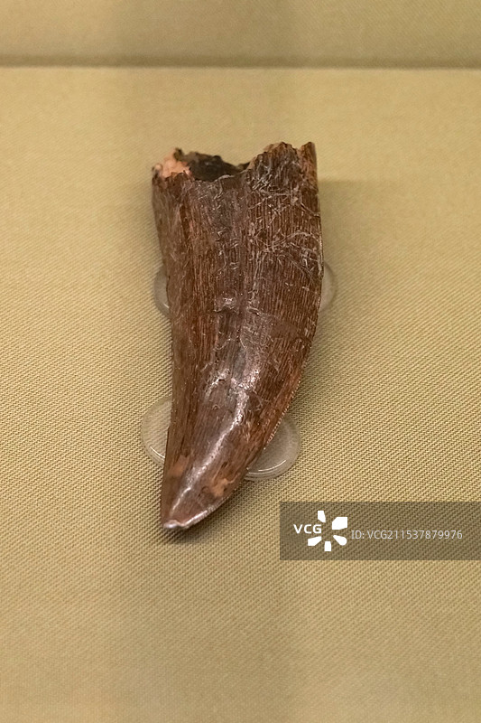 暴龙牙 晚白垩世 美国蒙大拿出土 山东博物馆“山东龙-穿越白垩纪”展图片素材