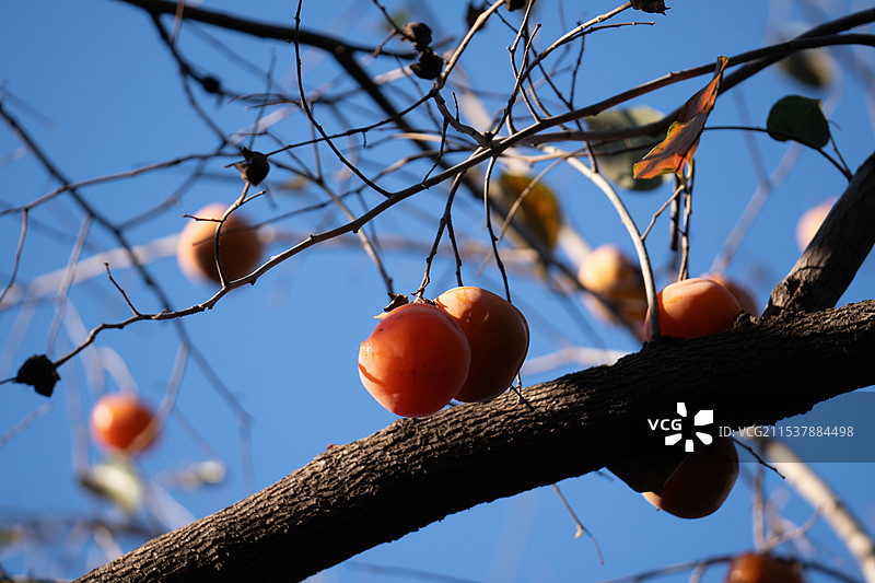 树上生长的水果特写镜头图片素材