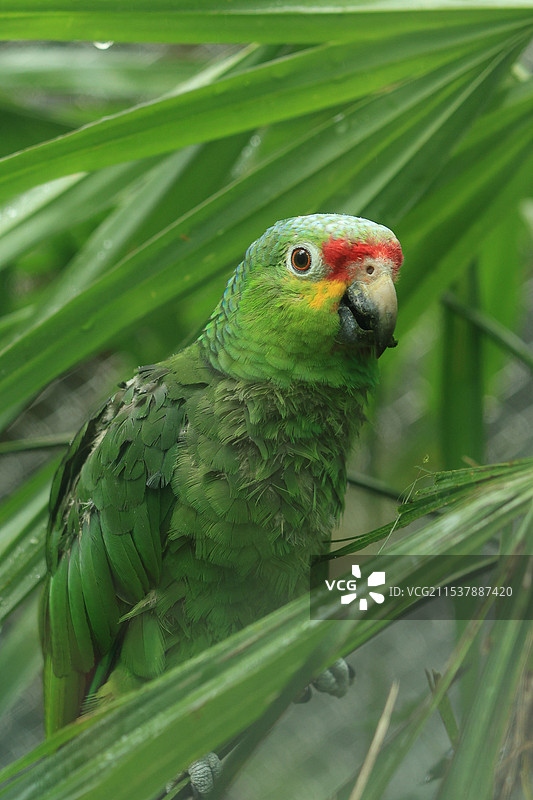 红山动物园红眼鹦鹉图片素材