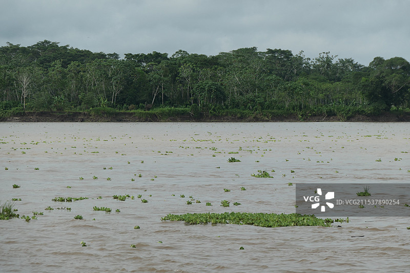 亚马逊雨林亚马逊河浮草浮萍图片素材