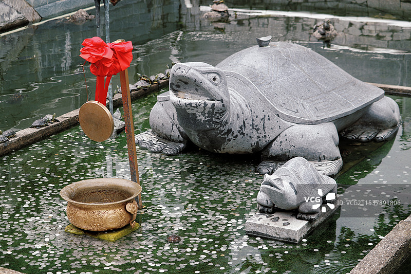 惠州清泉古寺龟池的乌龟钱币图片素材