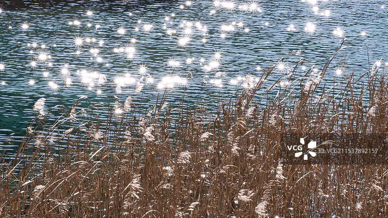 九寨沟 芦苇海图片素材