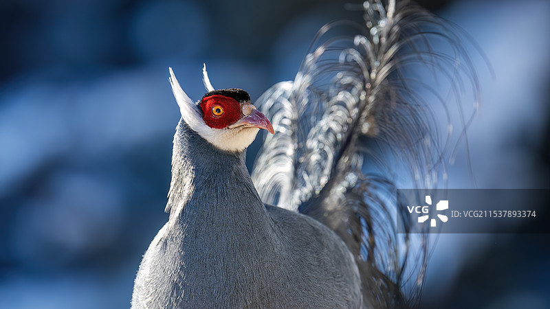 蓝马鸡图片素材