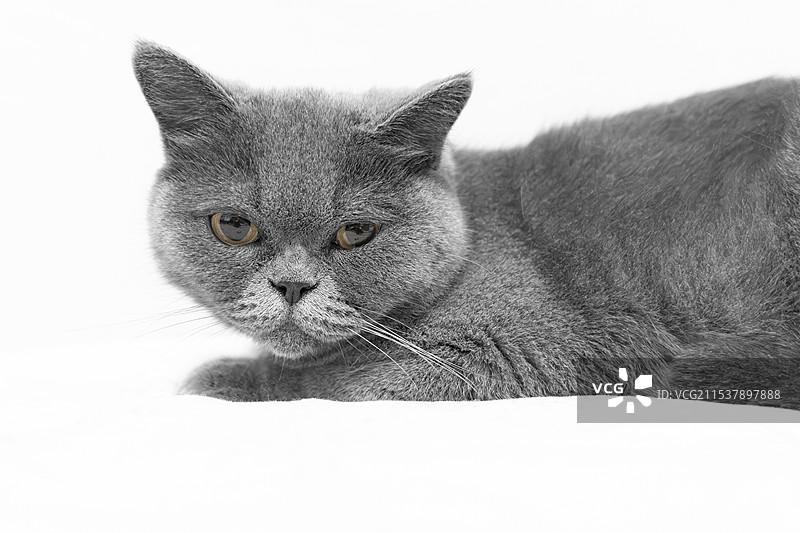 英短蓝猫图片素材