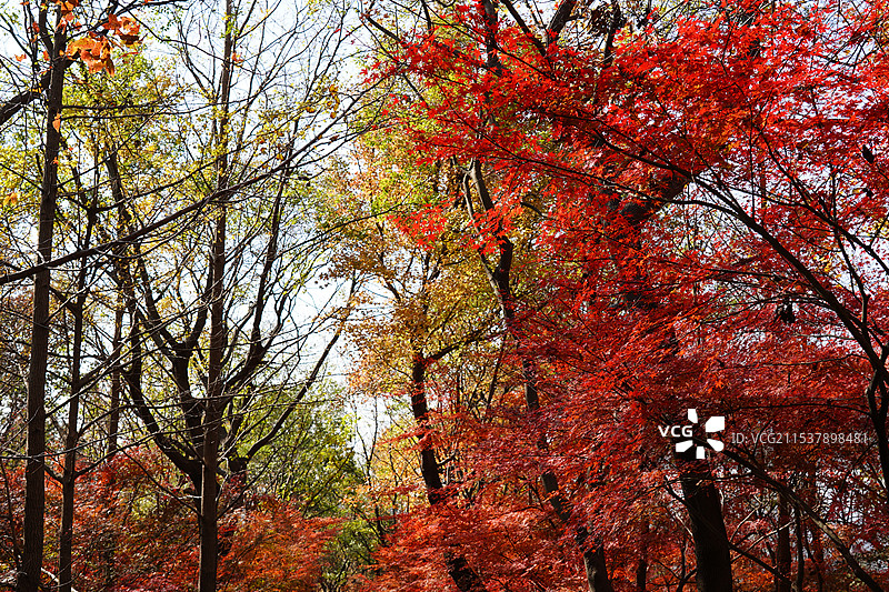 一座栖霞山，半部金陵史。停车坐爱枫林晚，霜叶红于二月花。图片素材