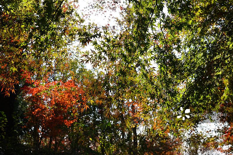 一座栖霞山，半部金陵史。停车坐爱枫林晚，霜叶红于二月花。图片素材