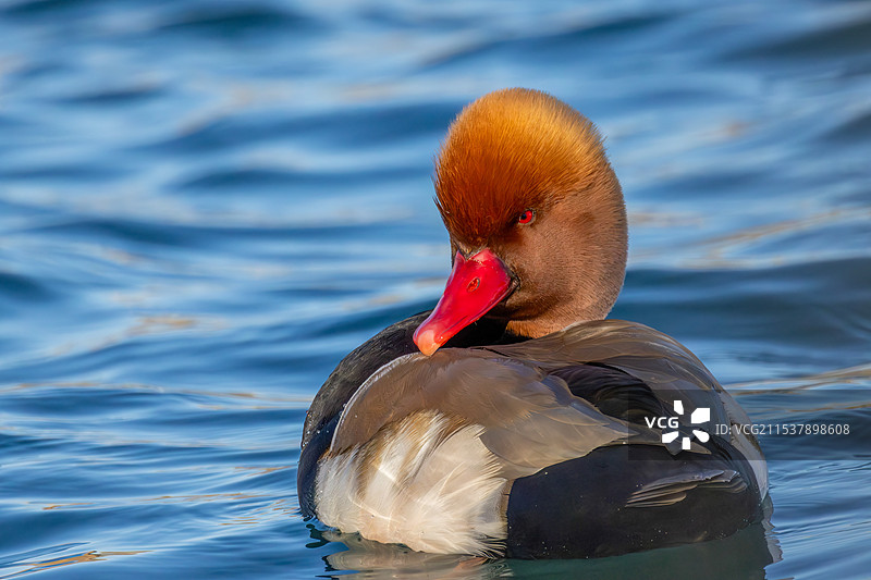 北京玉渊潭公园里的赤嘴潜鸭图片素材
