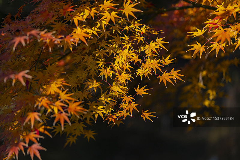 秋天森林中的枫树枫叶红叶秋色特写图片素材