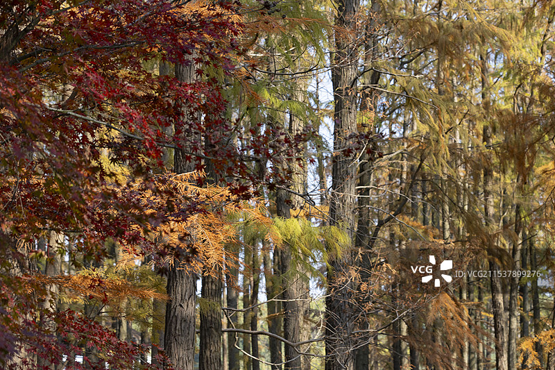 秋天森林中的枫树枫叶红叶秋色特写图片素材