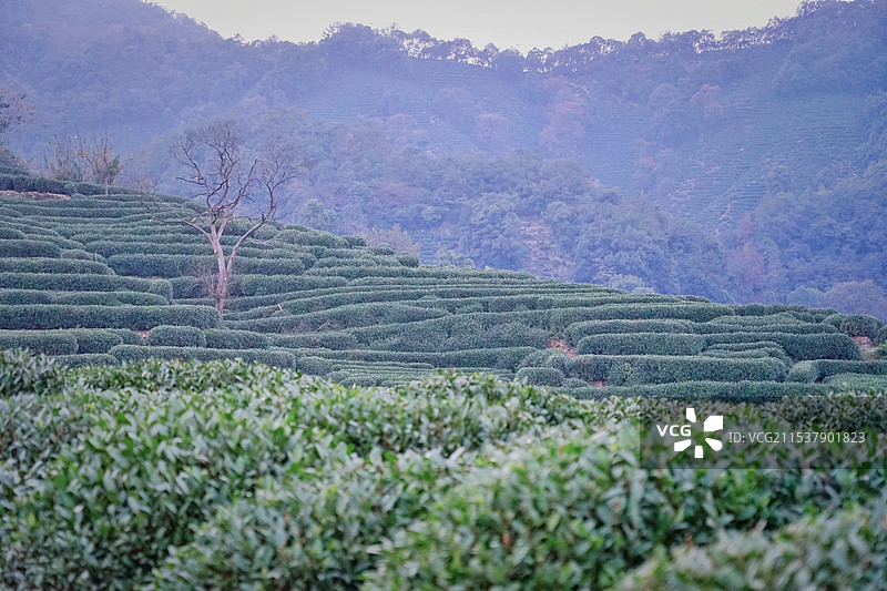 杭州龙井问茶图片素材