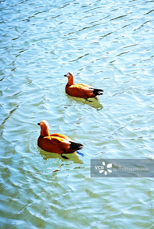 紫竹院公园的赤麻鸭夫妻图片素材