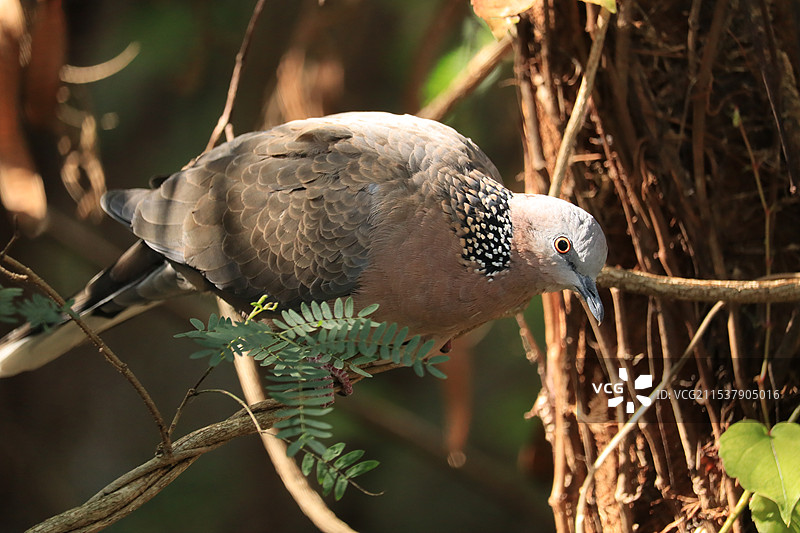 珠颈斑鸠栖息在树枝上的特写镜头图片素材