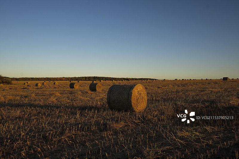 呼伦贝尔 | 秋天的干草卷图片素材