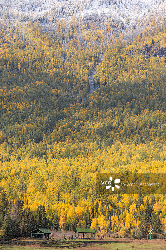 喀纳斯 | 泰加林廊道秋景图片素材