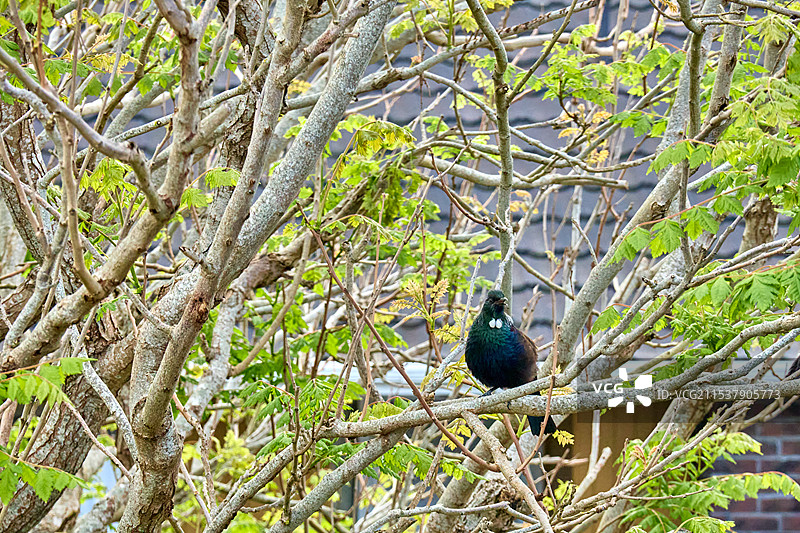 新西兰图伊鸟Tui图片素材