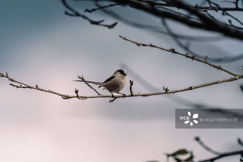 日本京都岚山的秋图片素材