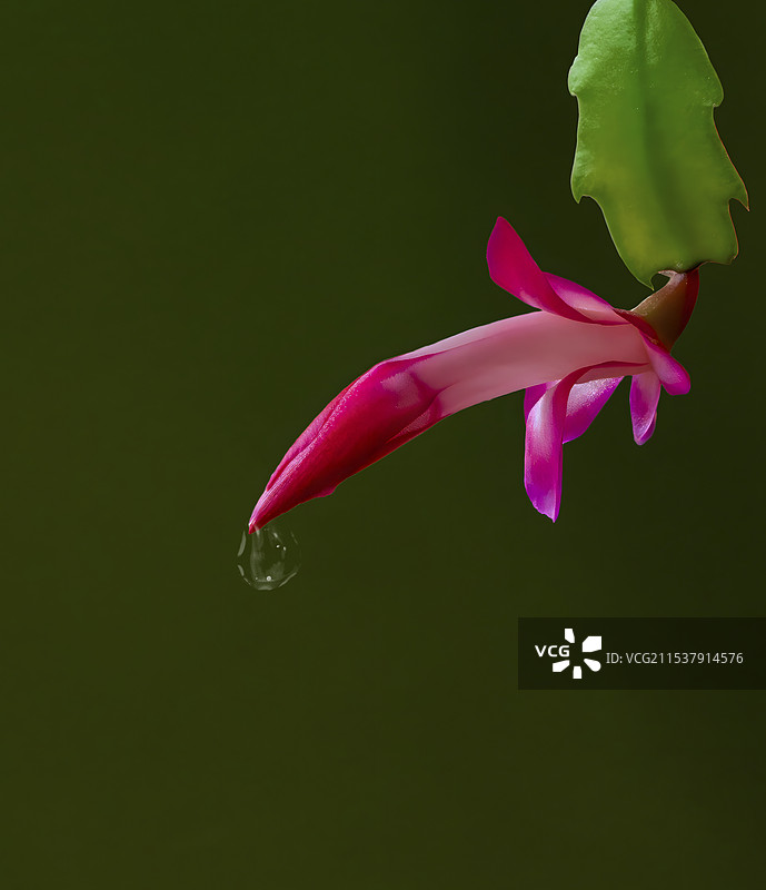 非物质文化遗产，掐丝珐琅，皮影，老生头像，侧面视角图片素材