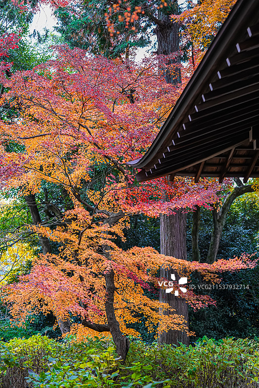 京都红叶 真如堂 寺庙 秋天红叶图片素材