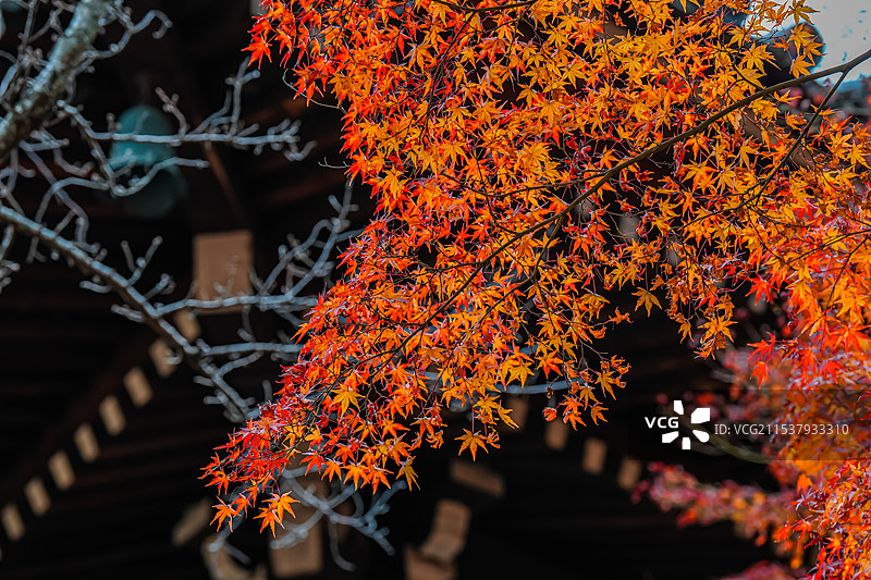 京都红叶 真如堂 寺庙 秋天红叶图片素材