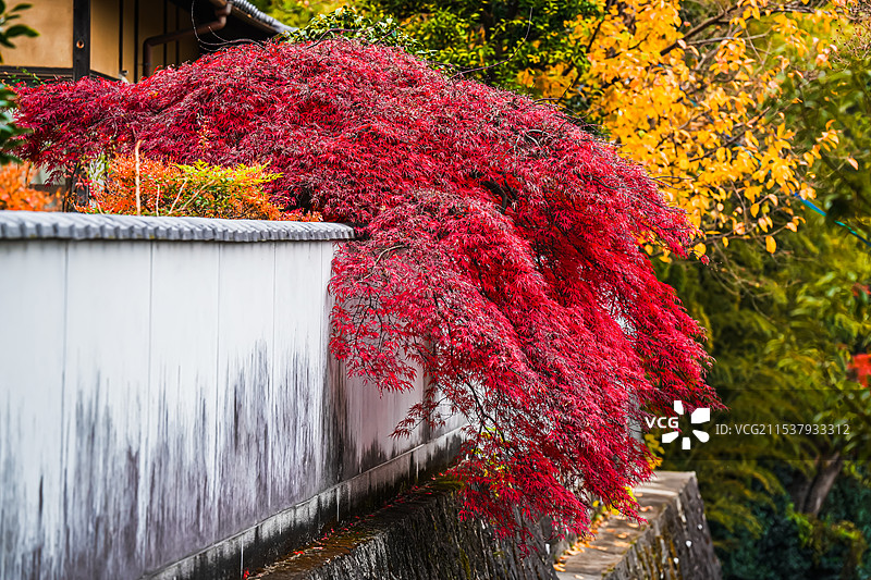 京都红叶 真如堂 寺庙 秋天红叶图片素材