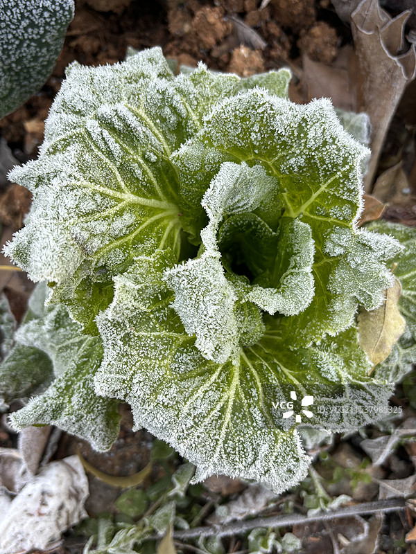 叶菜的高角度观察图片素材