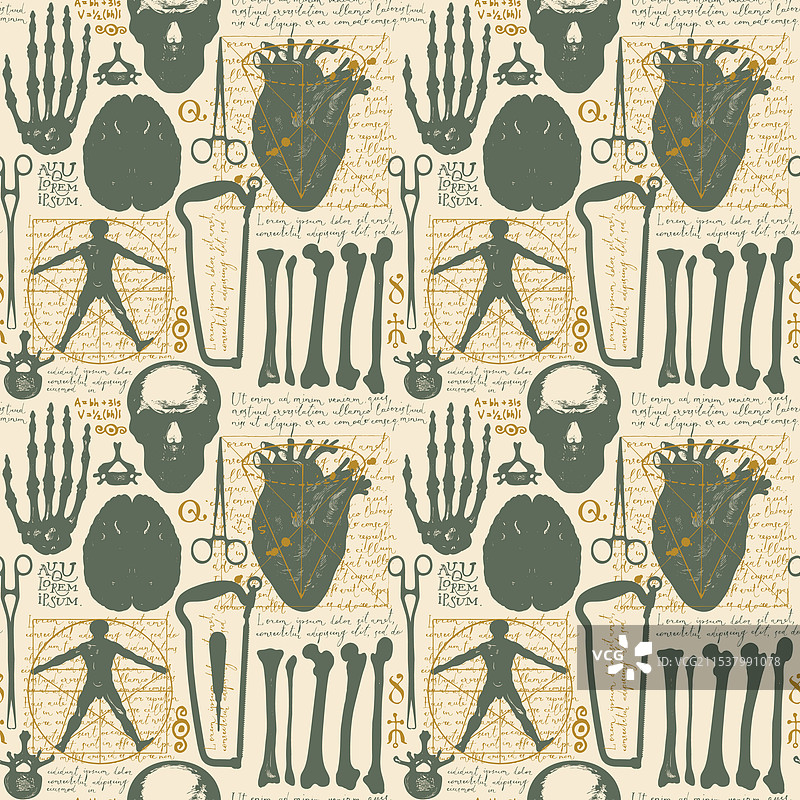 人体器官的无缝解剖图案图片素材