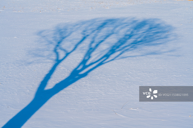 雪地上的树影图片素材