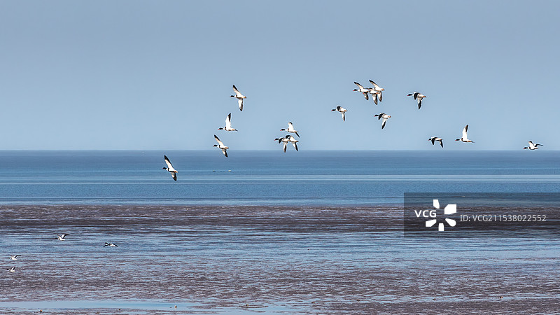 世界自然遗产、盐城东台条子泥湿地风光图片素材
