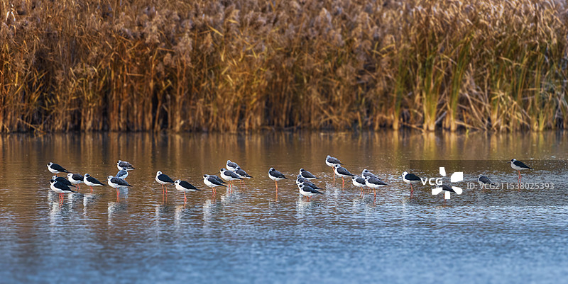 鸟类乐园----江苏盐城丹顶鹤湿地自然保护区、丹顶鹤湿地旅游区、丹顶鹤湿地公园图片素材