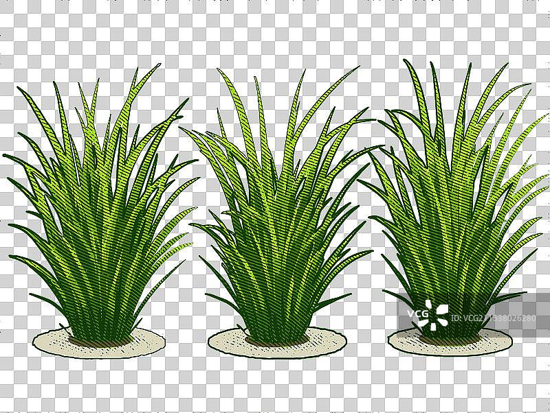 水稻苗图片素材