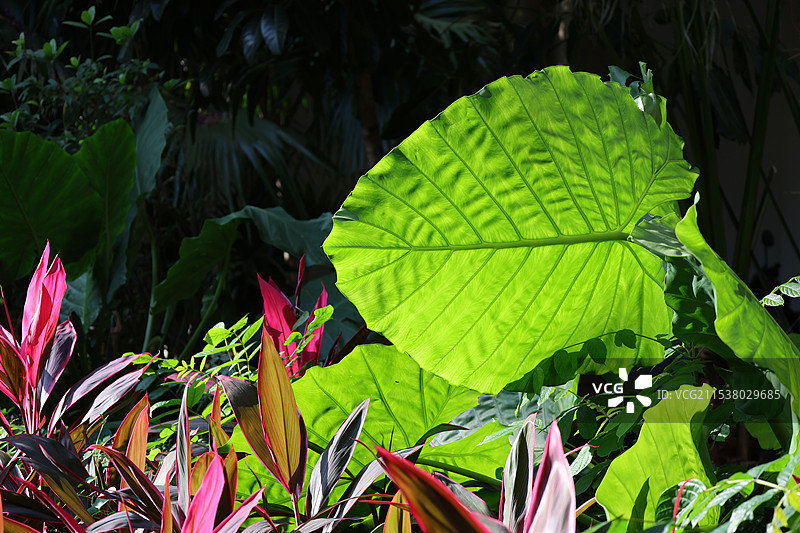 海南省三亚市亚龙湾火车站红土地热带雨林植物图片素材