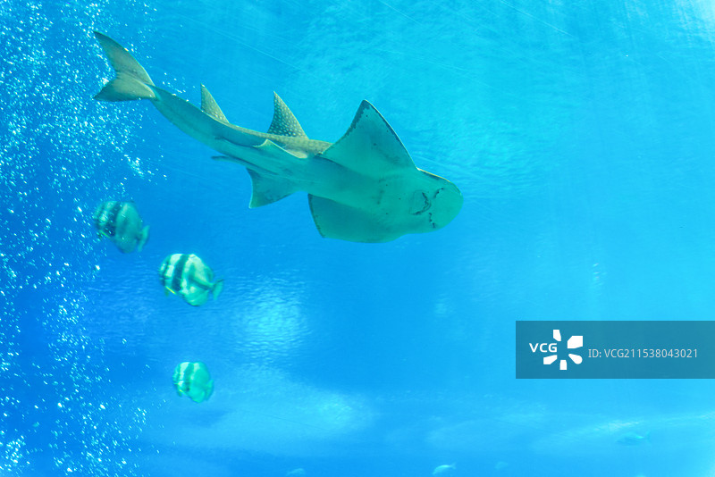 广东珠海长隆海洋王国图片素材