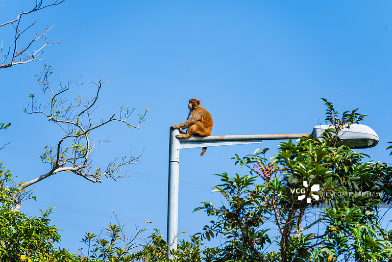 中国香港徒步路线麦理浩径路上的猴子图片素材