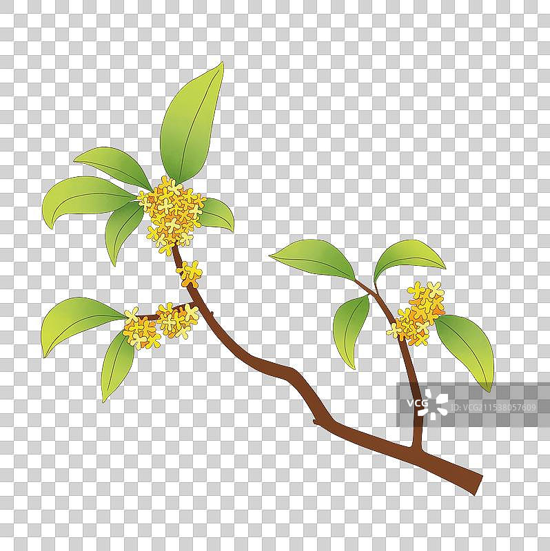描边插画中国风桂花图片素材